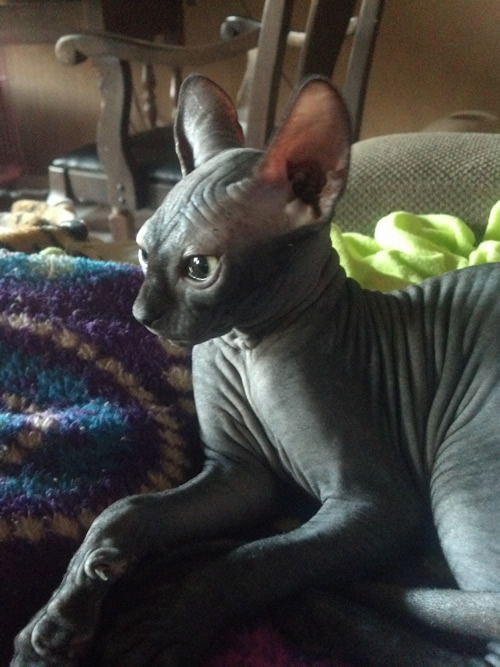 Black Sphynx